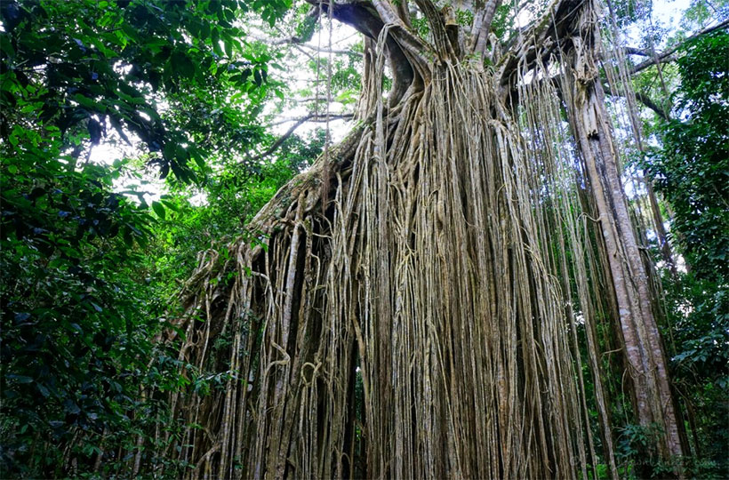 Curtain Fig Tree Curtain Fig Tree