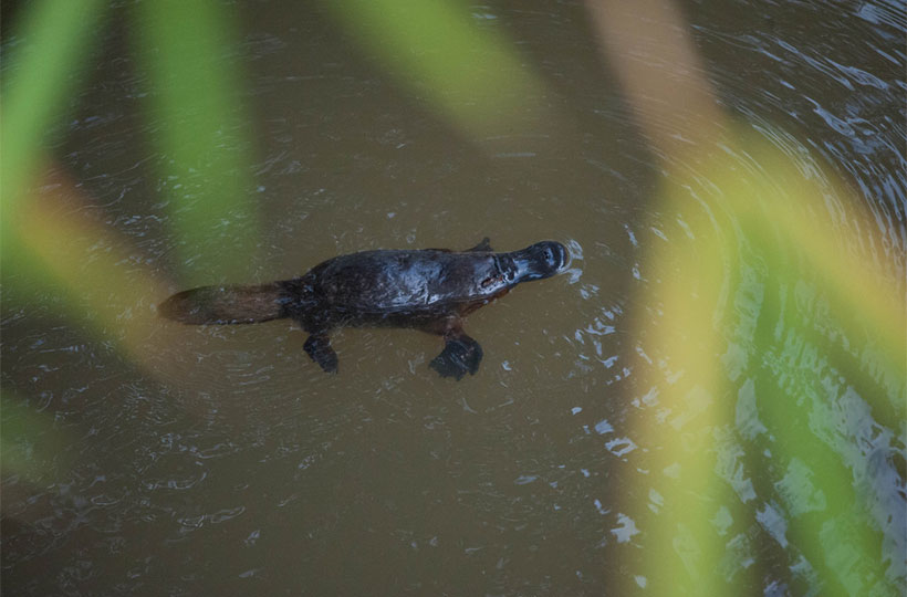 Platypus Viewing Platypus Viewing